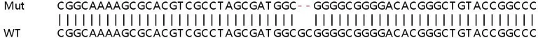 Sanger Sequencing - Human SPCS1 knockout HEK-293T cell line (AB266405)