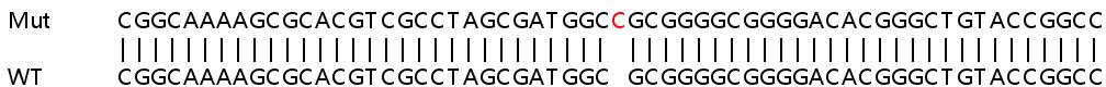 Sanger Sequencing - Human SPCS1 knockout HEK-293T cell line (AB266405), expandable thumbnail