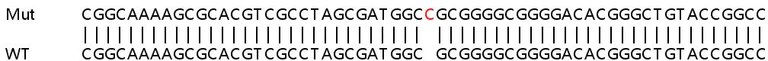Sanger Sequencing - Human SPCS1 knockout HEK-293T cell line (AB266405)