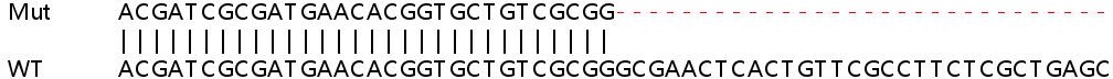 Sanger Sequencing - Human SPCS3 knockout HeLa cell line (AB265707), expandable thumbnail