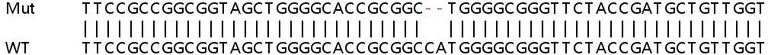 Sanger Sequencing - Human SPG11 knockout HeLa cell line (AB265402)