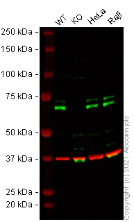 Western blot - Human SPHK2 knockout HEK-293T cell lysate (AB258699)