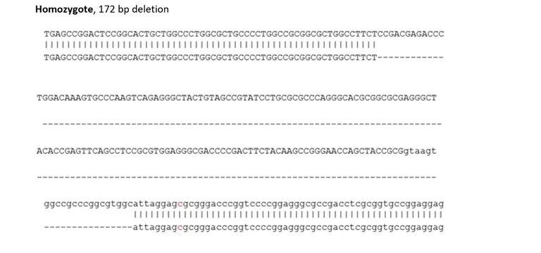 Sanger Sequencing - Human SPON1 knockout NIH:OVCAR-3 cell line (AB308480)