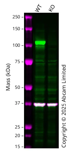 Western blot - Human SPON1 knockout NIH:OVCAR-3 cell line (AB308480)