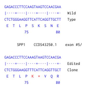 Human SPP1 knockout A549 cell line