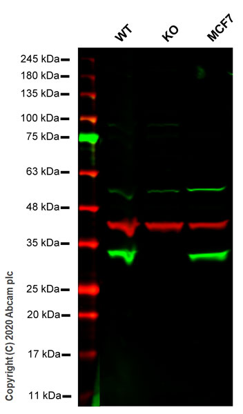 Western blot - Human SPR knockout HeLa cell line (AB264681), expandable thumbnail