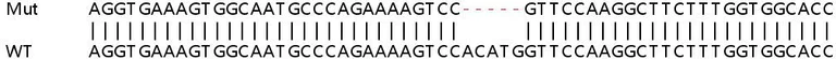 Sanger Sequencing - Human SQLE (Squalene Epoxidase) knockout HeLa cell lysate (AB257705)