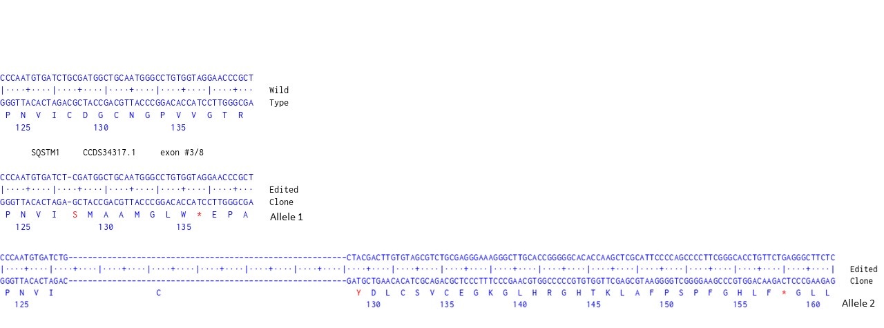 Human SQSTM1 knockout U-87 MG cell line