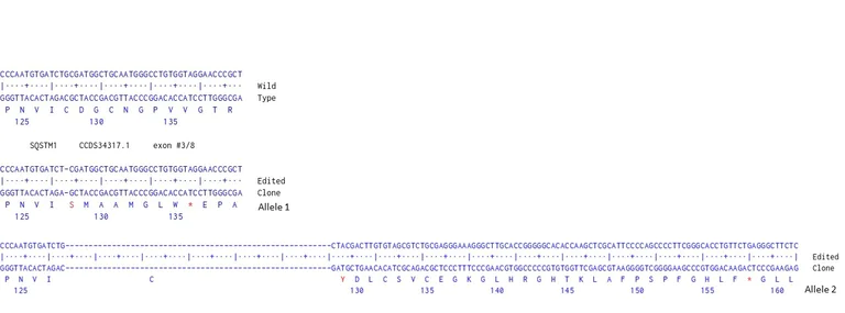 Next Generation Sequencing - Human SQSTM1 knockout U-87 MG cell line (AB306783)