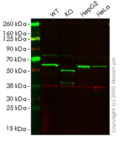 Human SQSTM1 (p62) knockout HCT116 cell lysate