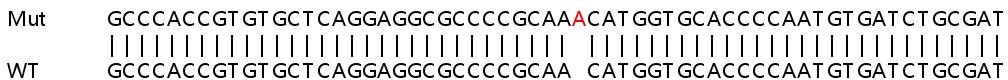 Sanger Sequencing - Human SQSTM1 (p62) knockout HEK-293T cell line (AB255343), expandable thumbnail