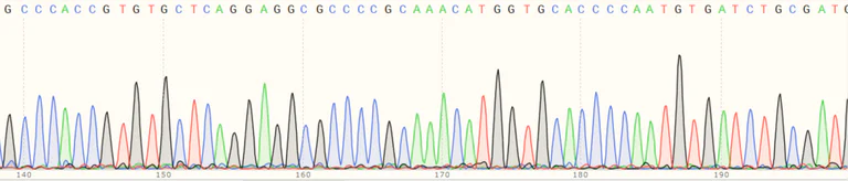 Sanger Sequencing - Human SQSTM1 (p62) knockout HEK-293T cell line (AB255343)