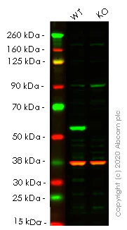 Western blot - Human SQSTM1 (p62) knockout HEK-293T cell line (AB255343)