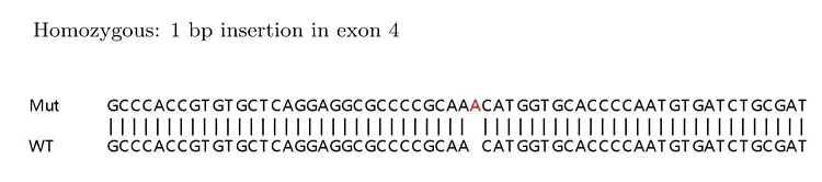 Sanger Sequencing - Human SQSTM1 (p62) knockout HEK-293T cell lysate (AB263770)