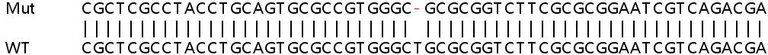 Sanger Sequencing - Human SRD5A1 knockout HeLa cell lysate (AB258701)