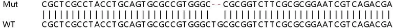 Sanger Sequencing - Human SRD5A1 knockout HeLa cell lysate (AB258701)