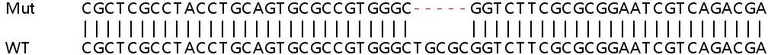 Sanger Sequencing - Human SRD5A1 knockout HeLa cell lysate (AB258701)