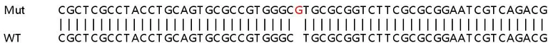 Sanger Sequencing - Human SRD5A1 knockout HeLa cell lysate (AB258701)