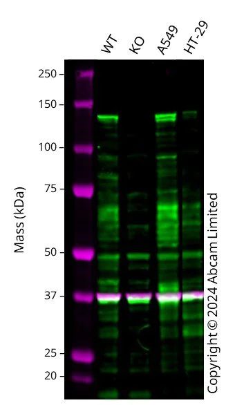 Western blot - Human SREBF1 knockout HCT116 cell line (AB289113)