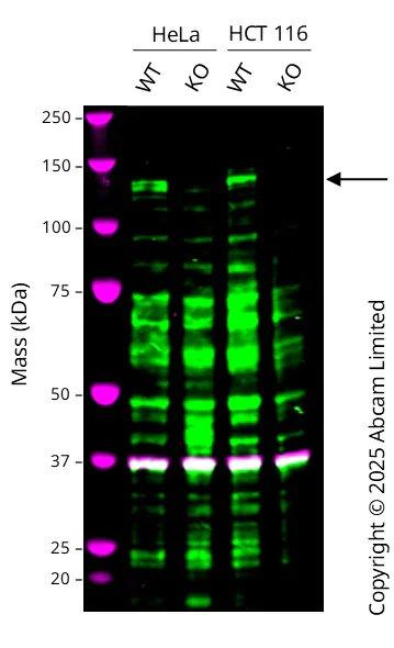 Western blot - Human SREBF1 (SREBP1) knockout HeLa cell line (AB277151)
