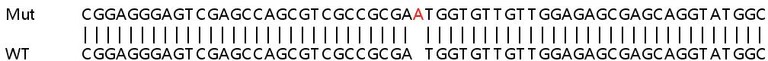 Sanger Sequencing - Human SRP14 knockout HEK-293T cell line (AB266431)
