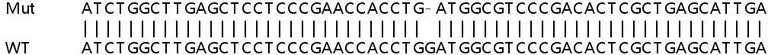 Sanger Sequencing - Human SRP68 knockout HEK-293T cell line (AB266745)