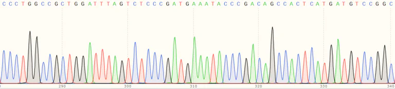 Sanger Sequencing - Human SRSF5 knockout HEK-293T cell line (AB266246)