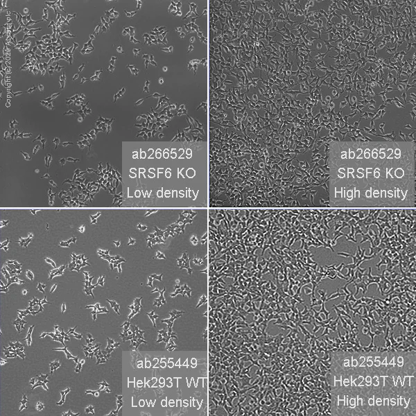 Cell Culture - Human SRSF6 (SR protein repeat) knockout HEK-293T cell line (AB266529)