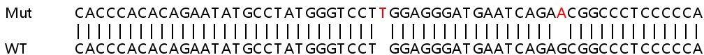 Sanger Sequencing - Human SS18 knockout HeLa cell line (AB265493), expandable thumbnail