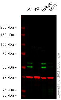 Western blot - Human SS18 knockout HeLa cell line (AB265493), expandable thumbnail