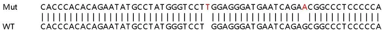 Sanger Sequencing - Human SS18 knockout HeLa cell lysate (AB259156)