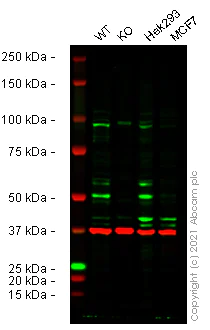 Western blot - Human SS18 knockout HeLa cell lysate (AB259156)
