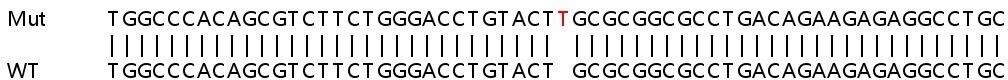 Sanger Sequencing - Human SSBP4 knockout HEK-293T cell line (AB266079)