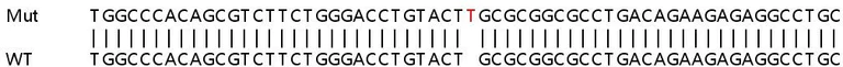 Sanger Sequencing - Human SSBP4 knockout HEK-293T cell line (AB266079)