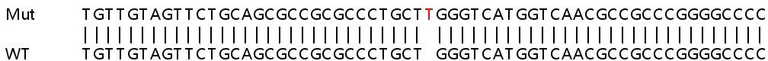 Sanger Sequencing - Human SSNA1 knockout HEK-293T cell line (AB266409)
