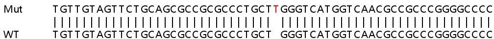 Sanger Sequencing - Human SSNA1 knockout HEK-293T cell lysate (AB263367), expandable thumbnail