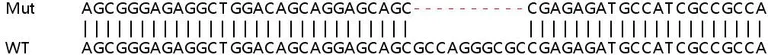 Sanger Sequencing - Human SSR4 knockout HEK-293T cell lysate (AB259157)