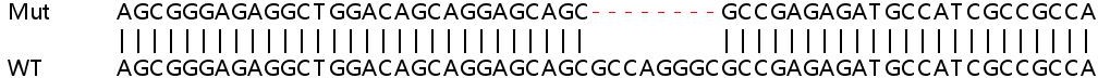 Human SSR4 knockout HEK-293T cell lysate
