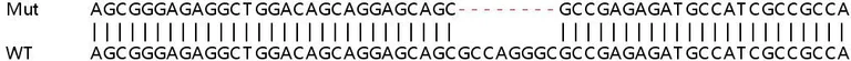 Sanger Sequencing - Human SSR4 knockout HEK-293T cell lysate (AB259157)