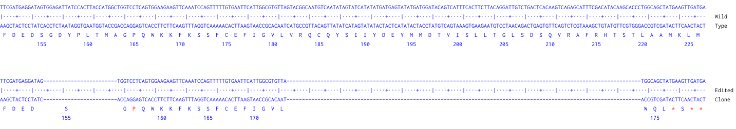 Human STAG2 knockout HCT116 cell line