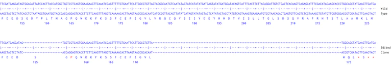 Next Generation Sequencing - Human STAG2 knockout HCT116 cell line (AB287783)