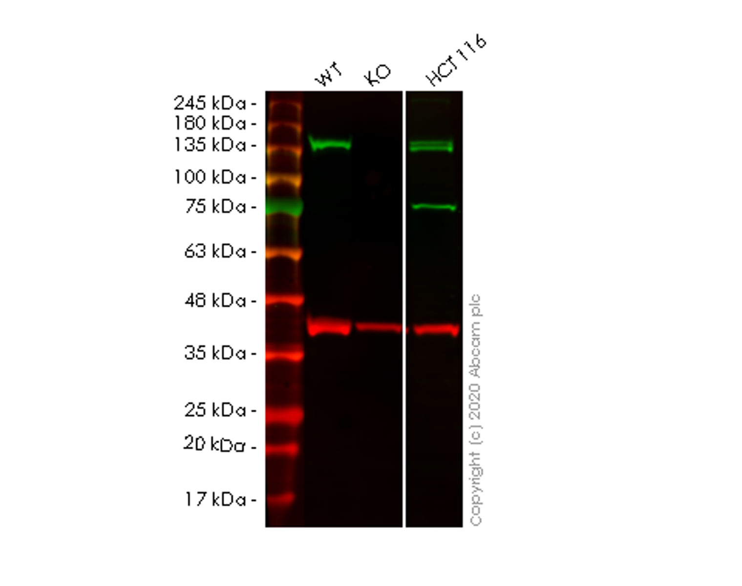 Western blot - Human STAG2 (SA2) knockout HeLa cell line (AB265461), expandable thumbnail