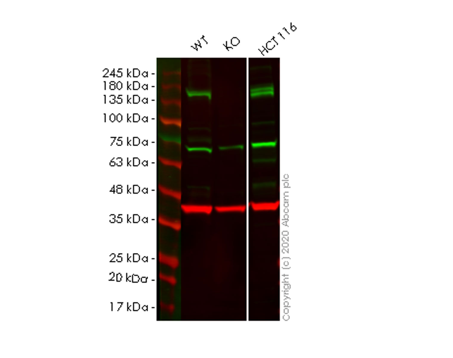 Western blot - Human STAG2 (SA2) knockout HeLa cell lysate (AB257707), expandable thumbnail
