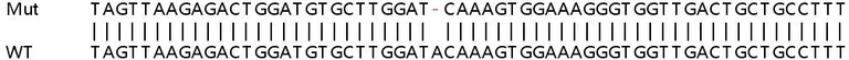 Sanger Sequencing - Human STAM (STAM1) knockout HEK-293T cell line (AB267325)