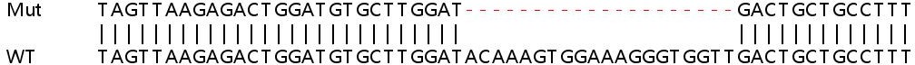 Human STAM (STAM1) knockout HEK-293T cell line
