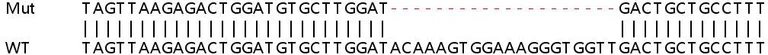 Sanger Sequencing - Human STAM (STAM1) knockout HEK-293T cell line (AB267325)