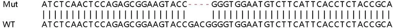 Sanger Sequencing - Human STAMBP (AMSH) knockout HeLa cell line (AB265249)