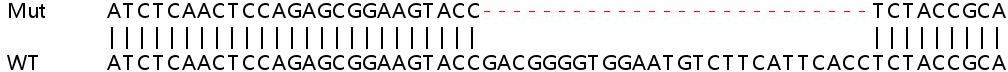 Sanger Sequencing - Human STAMBP (AMSH) knockout HeLa cell lysate (AB258213), expandable thumbnail