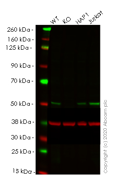 Western blot - Human STAMBP (AMSH) knockout HeLa cell lysate (AB258213), expandable thumbnail