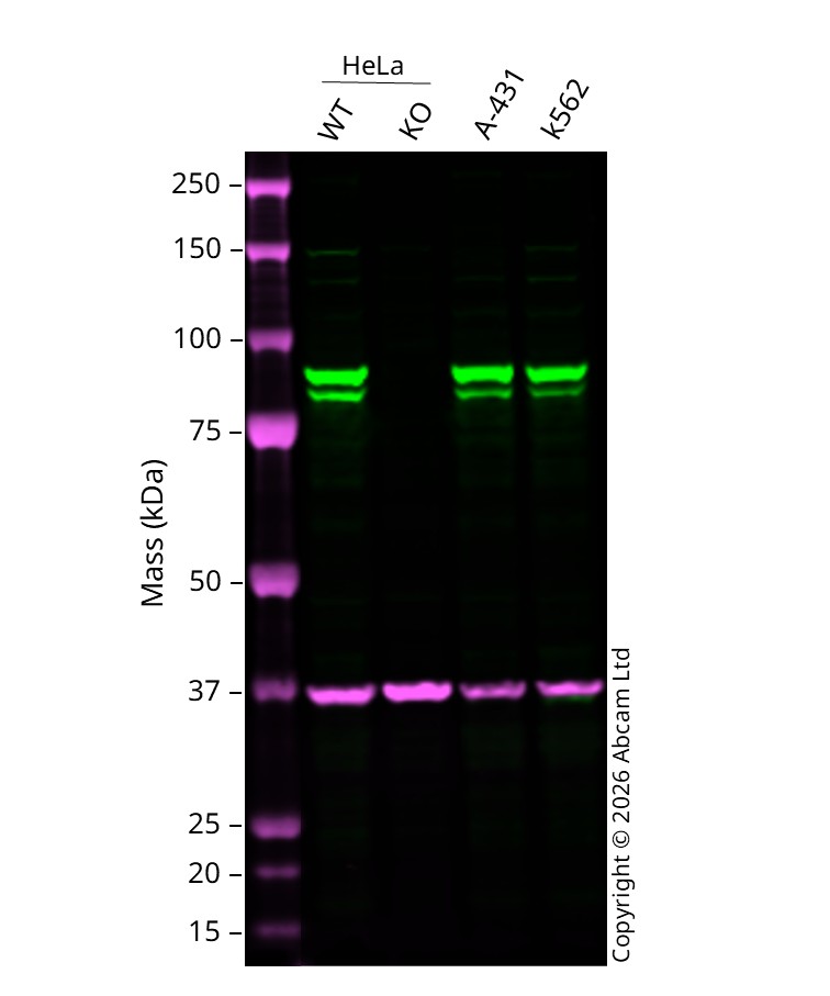 Western blot - Human STAT1 knockout HeLa cell line (AB255346)